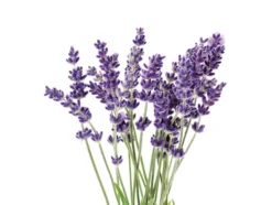 CREARTEC Såpeduft 10ml – 22 Lavendel