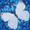 Diamond Dotz DD5 – Flutterby White