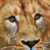 Diamond Dotz DD5 – Serengeti Magic