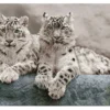 Diamond Dotz DD12 – Snow Leopards Hemis National Park