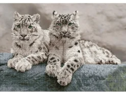 Diamond Dotz DD12 – Snow Leopards Hemis National Park