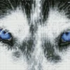 Diamond Dotz Squares DQ7 – Mystic Husky