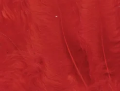 Fjær 15 stk Rød