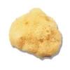 Natursvamp Liten 4-5cm