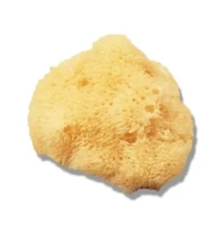 Natursvamp Liten 4-5cm