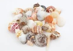 Skjellmix store ca 500g